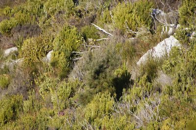 Hakea gibbosa, photographed by Tony Rebelo