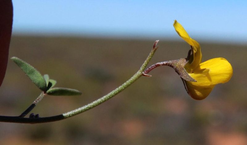 Crotalaria humilis, photographed by Tony Rebelo