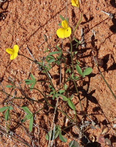 Crotalaria humilis, photographed by Tony Rebelo