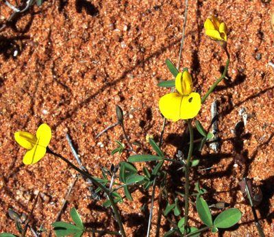 Crotalaria humilis, photographed by Tony Rebelo
