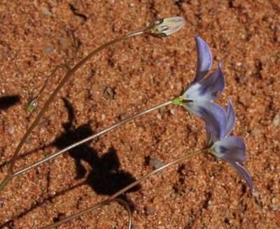 Wahlenbergia annularis, photographed by Tony Rebelo