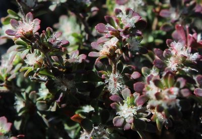 Cliffortia propinqua, photographed by Tony Rebelo