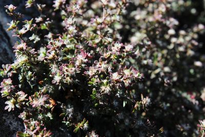 Cliffortia propinqua, photographed by Tony Rebelo