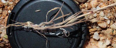 Bromus pectinatus, photographed by Tony Rebelo
