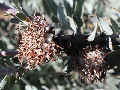 Leucospermum rodolentum, photographed by Tony Rebelo