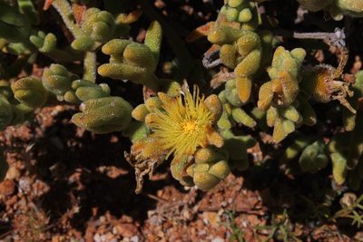 Mesembryanthemum nitidum, photographed by Tony Rebelo