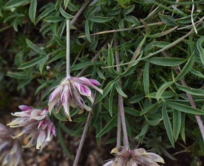 Trifolium dasyphyllum
