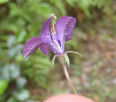 Monopsis simplex, photographed by Nicola van Berkel
