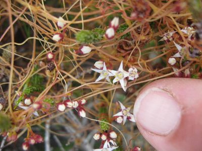 Cuscuta nitida, photographed by Caroline Voget