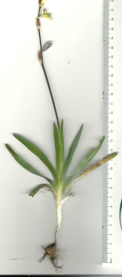 Sparaxis parviflora, photographed by Jacques van der Merwe