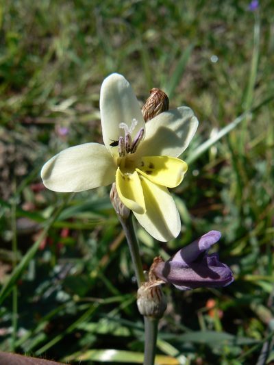 Sparaxis parviflora, photographed by Jacques van der Merwe