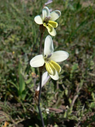 Sparaxis parviflora, photographed by Jacques van der Merwe
