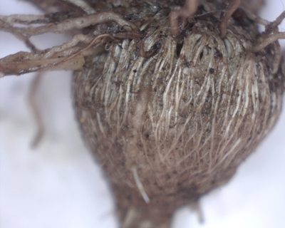Sparaxis parviflora, photographed by Jacques van der Merwe