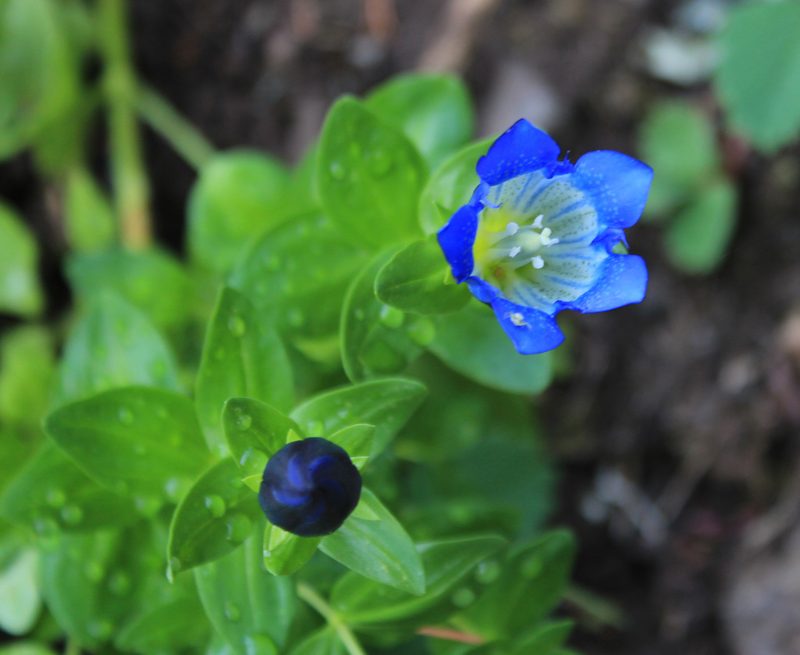 Gentiana calycosa, photographed by Paul McClellan
