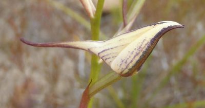 Disa schlechteriana, photographed by Nicola van Berkel
