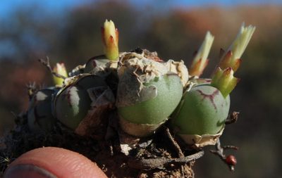 Conophytum ficiforme, photographed by Tony Rebelo