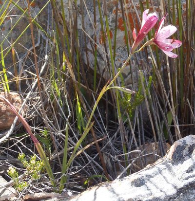 Geissorhiza roseoalba, photographed by Nicola van Berkel