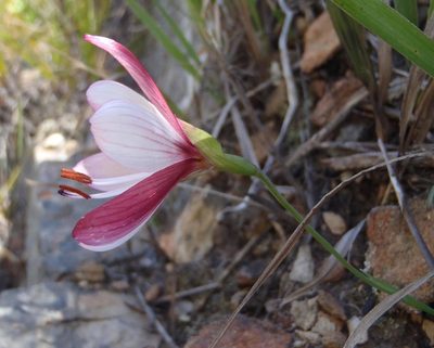 Geissorhiza roseoalba, photographed by Nicola van Berkel