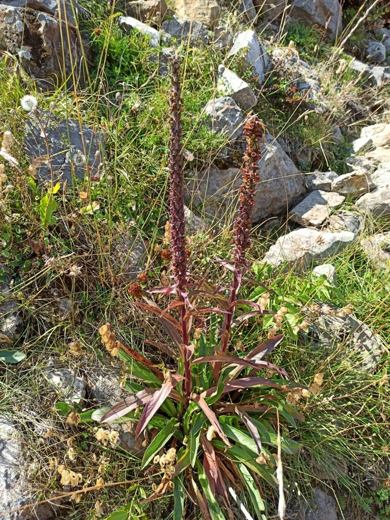 Digitalis parviflora, photographed by Eric Toro Delgado