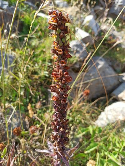 Digitalis parviflora, photographed by Eric Toro Delgado