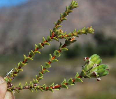 Euchaetis pungens, photographed by Tony Rebelo