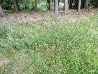 Calamagrostis villosa, photographed by Vladimír Fuka
