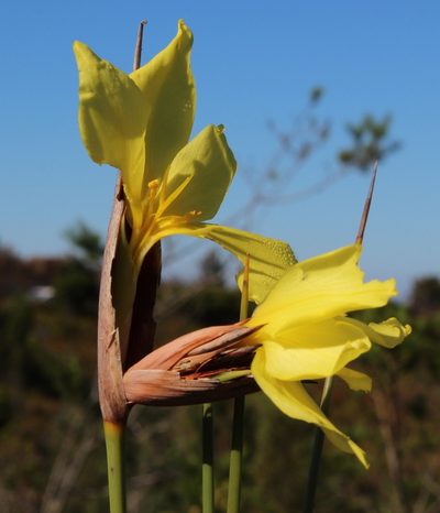 Bobartia macrospatha, photographed by Tony Rebelo