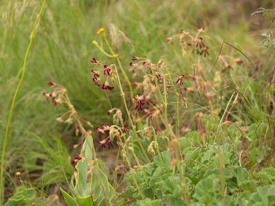 Pelargonium sidoides, photographed by Peter Archdale