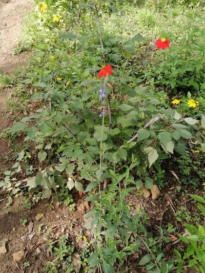 Salvia helianthemifolia, photographed by Erick Vélez Sánchez