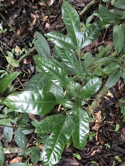 Dendropanax arboreus, photographed by fern Wildtruth