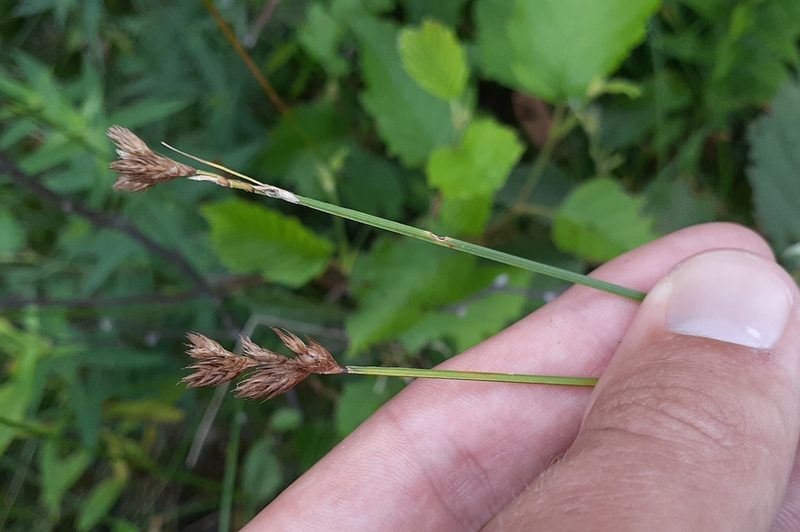 Carex scoparia, photographed by Quinten Wiegersma