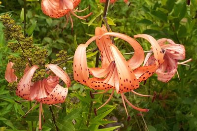 Lilium lancifolium, photographed by Quinten Wiegersma