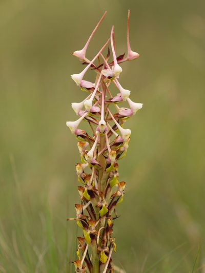 Disa cooperi, photographed by Peter Archdale