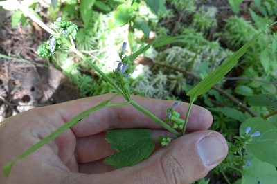 Scutellaria lateriflora, photographed by Quinten Wiegersma