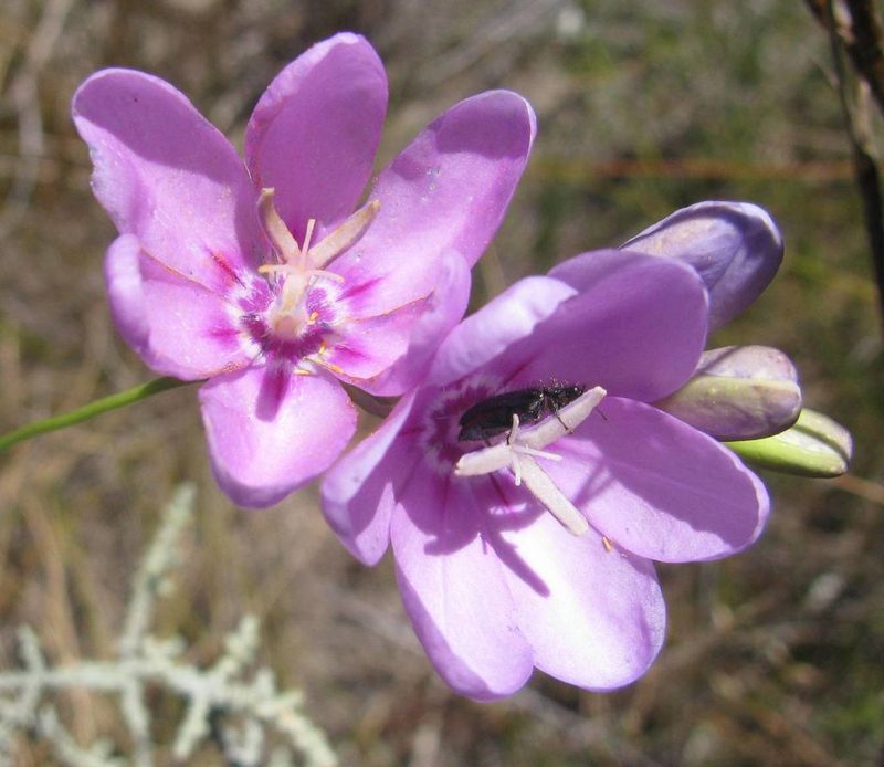 Ixia metelerkampiae, photographed by douglaseustonbrown