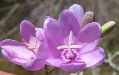 Ixia metelerkampiae, photographed by douglaseustonbrown