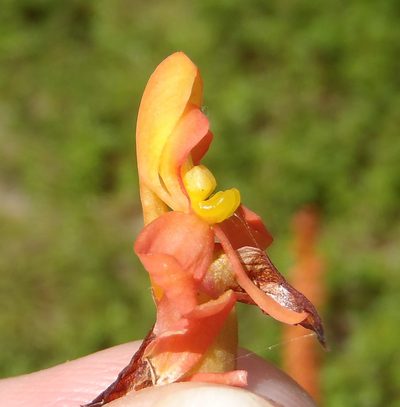 Disa chrysostachya, photographed by Nicola van Berkel