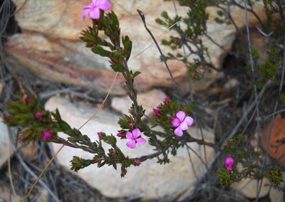 Acmadenia maculata, photographed by Di Turner