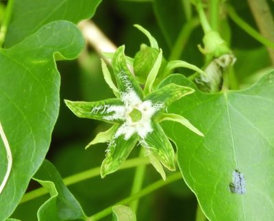 Gonolobus naturalistae, photographed by Francisco Farriols Sarabia