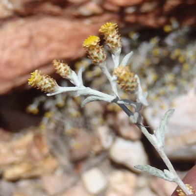Helichrysum cylindriflorum, photographed by Nicola van Berkel