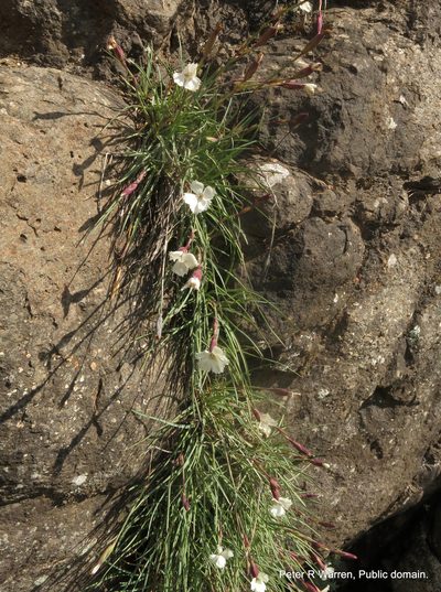 Dianthus basuticus, photographed by Peter Warren