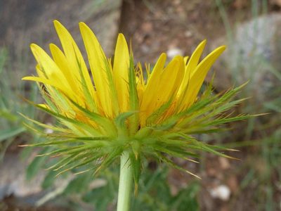 Berkheya seminivea, photographed by Andrew Hankey
