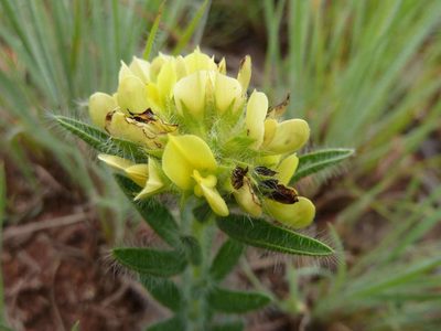Leobordea foliosa, photographed by Andrew Hankey