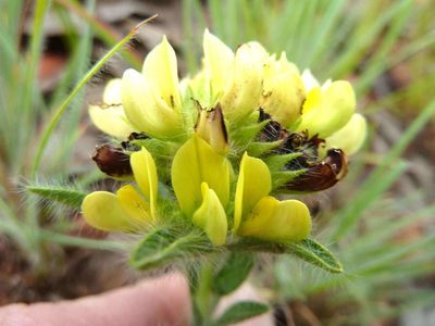 Leobordea foliosa, photographed by Andrew Hankey