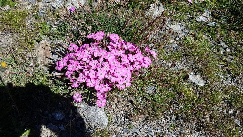 Dianthus pavonius, photographed by Marc Ml