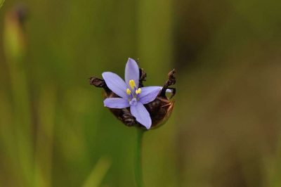 Aristea torulosa, photographed by Andrew Hankey