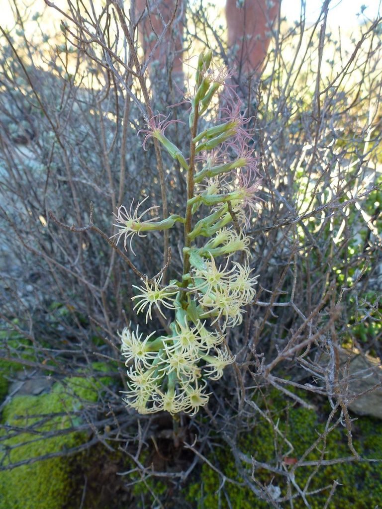 Holothrix grandiflora, photographed by Di Turner