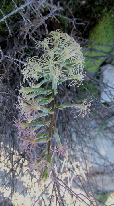 Holothrix grandiflora, photographed by Di Turner