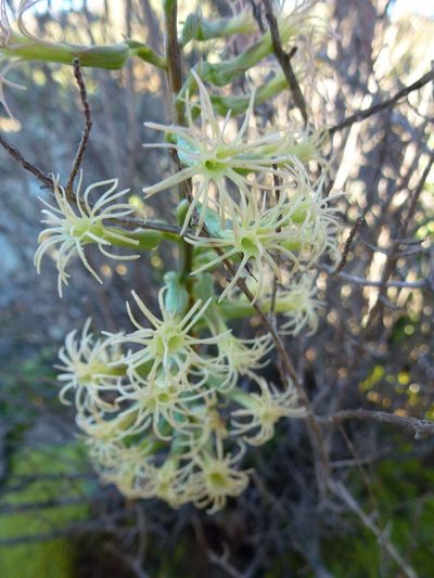 Holothrix grandiflora, photographed by Di Turner