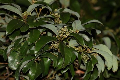 Cryptocarya glaucescens, photographed by Greg Tasney
